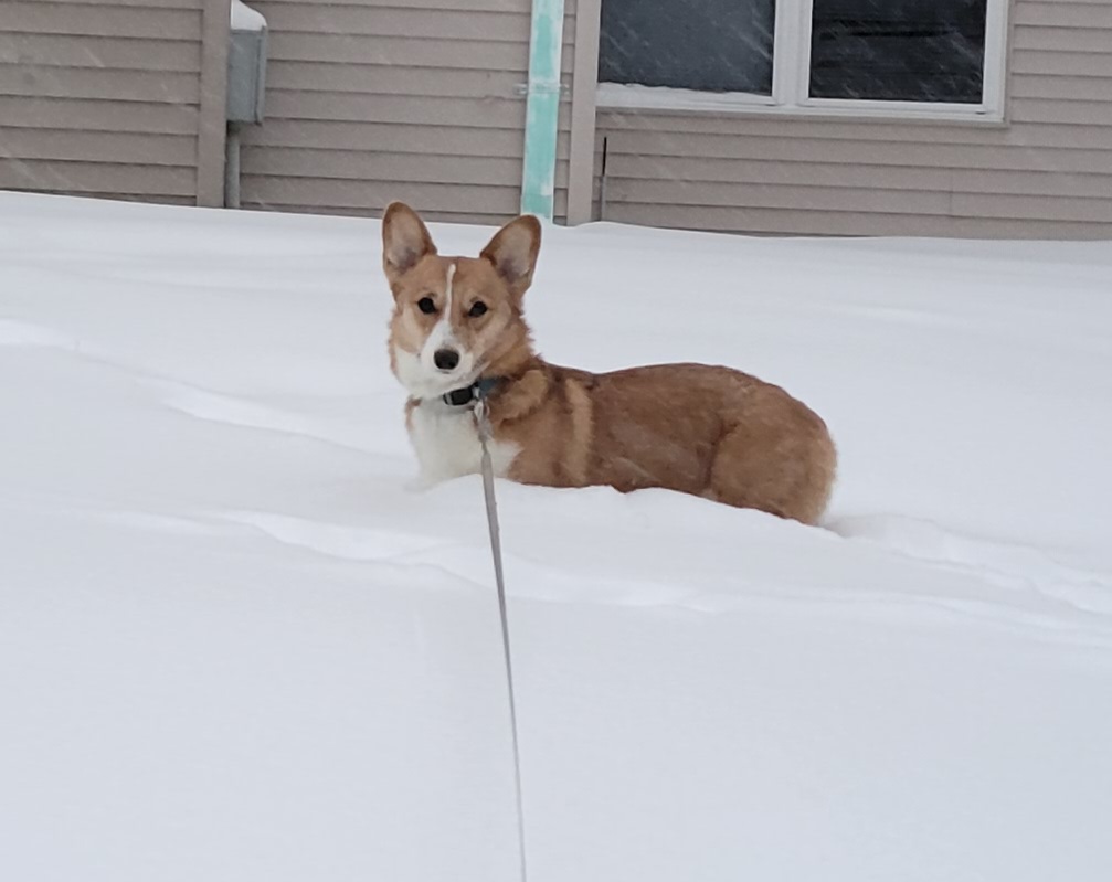 Photo of a red-coated corgi standing in snow up to her chest. She is shown from the side looking at the camera. She is wearing the look of corgi disapproval.